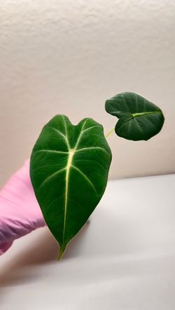Alocasia Frydek #3