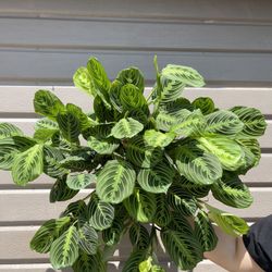 8” maranta lemon lime