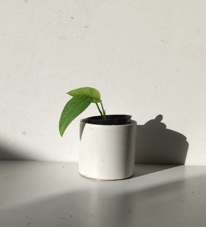 Rare Cebu Blue Pothos Money Plant/ House Plant/ Indoor Plant Flower Patio Garden 