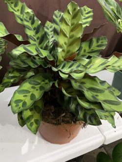 Calathea Rattlesnake 🌱