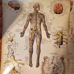 Two Large Double Sided Anatomy Posters 