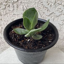 6 Inch Pot Succulent Plant - Crassula Fallwood - Rare Hybrid Succulent - Rooted & Established Plant - Drought Resistant 🪴 