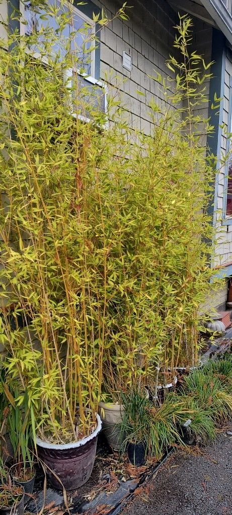 4 Pots Of Golden Bamboo