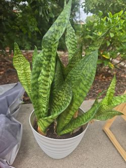 Snake plants