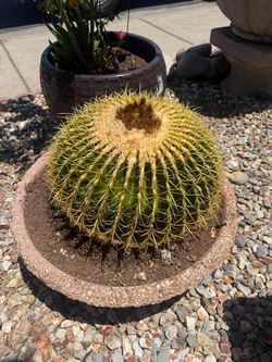 Cactus