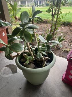 jade plant 