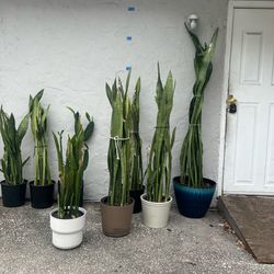 Statement piece Snake Plants