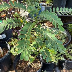 Madagascar popcorn plant