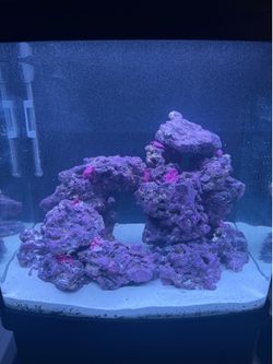 Biocube 32 gallon aquarium