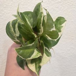 Pearls And Jade Pothos Plant Cuttings