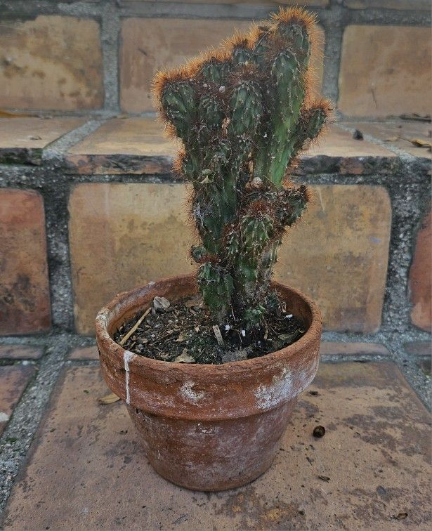 Potted Plant of CACTI/CACTUS Succulents