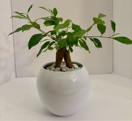 Ficus Ginseng bonsai in 6” ceramic pot