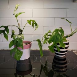 Mini Monsteras