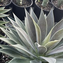 Mangave Lady Lavender In 7 Gallon Pots $50 Each 