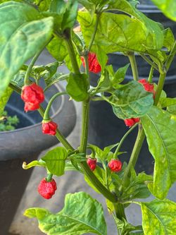 Fruiting Insanely Hot Carolina Reaper Spicy 🌶️ Peppers Chili Pepper Veggie Vegetable Garden Live Plants  Cash only