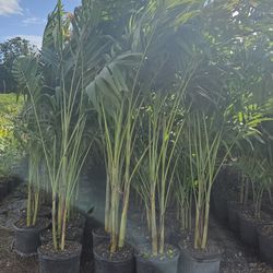 Christmas Palms  only $45