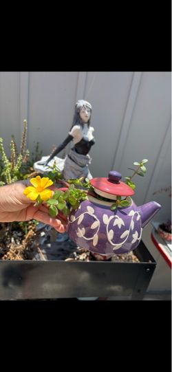Succulent tea pot