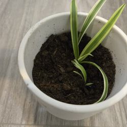 Small Spider Plant in White Pot (Minor Chip)