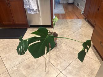 Monstera plant and 10inch terracotta pot
