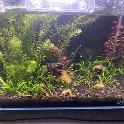 UNS 5T Ultra Clear Fish Tank Aquarium 5.8 Gallons Aquascape  Planted and Aquascaped