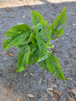 Monstera Swiss Cheese adansonii