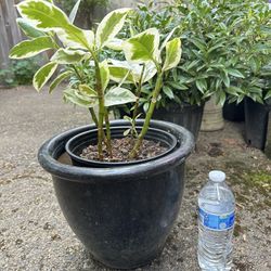 Indoor Plant With Pot 