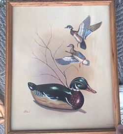Framed Wood Duck print