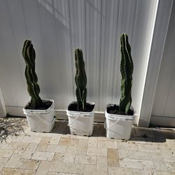 Potted Apple 🍎 Cactus 🌵 