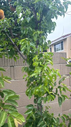 866 Jujube tree