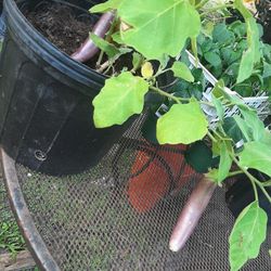 Plant De Frutas Y Hiervas 