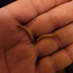 Meal Worms For Bait/feeding