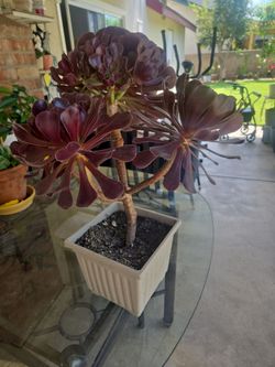 Big Pot, Aeonium Rose