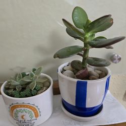Very Cute Succulents In Ceramic Planters With  Drainage Holes $10 Firm!!!. Pick-up In Aurora 