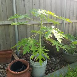 Papaya Tree