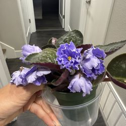 African Violet Blooming Indoor Plant Vibrant Blue Color Unusual 