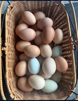Huevos Orgánico $5 La Docena 
