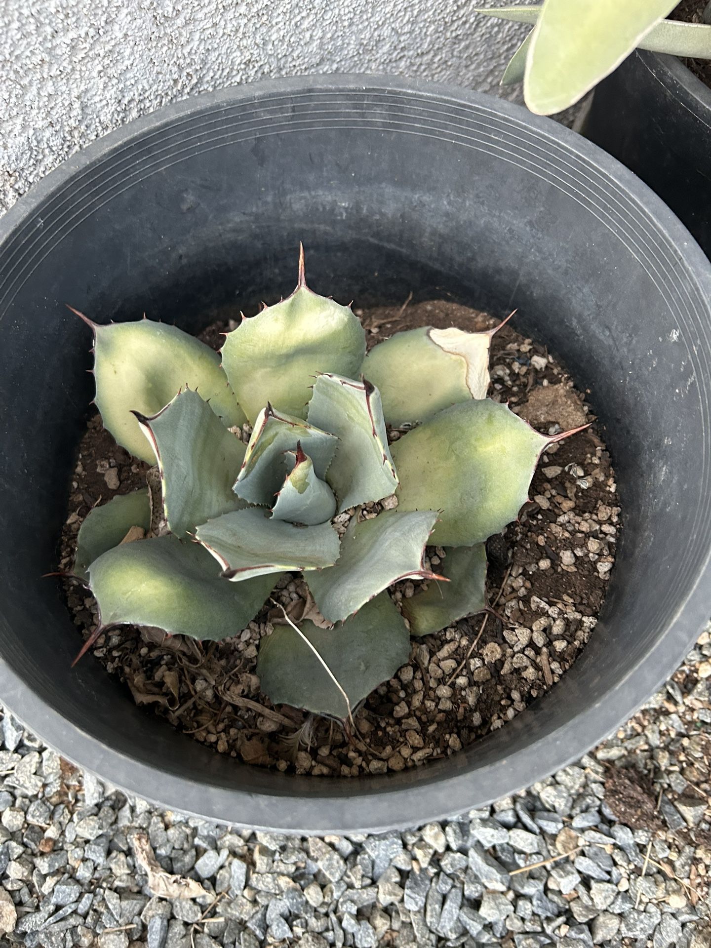 18” Pot W/succulent
