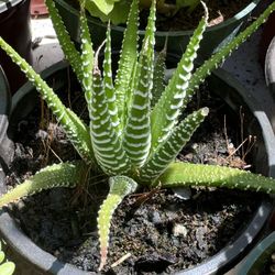 Cactus And Succulents 4”pot