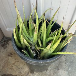 Aloe Vera Plants – Multiple Plants, Medicinal & Ready to Plant – $30