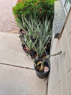 Aloe Vera Plants