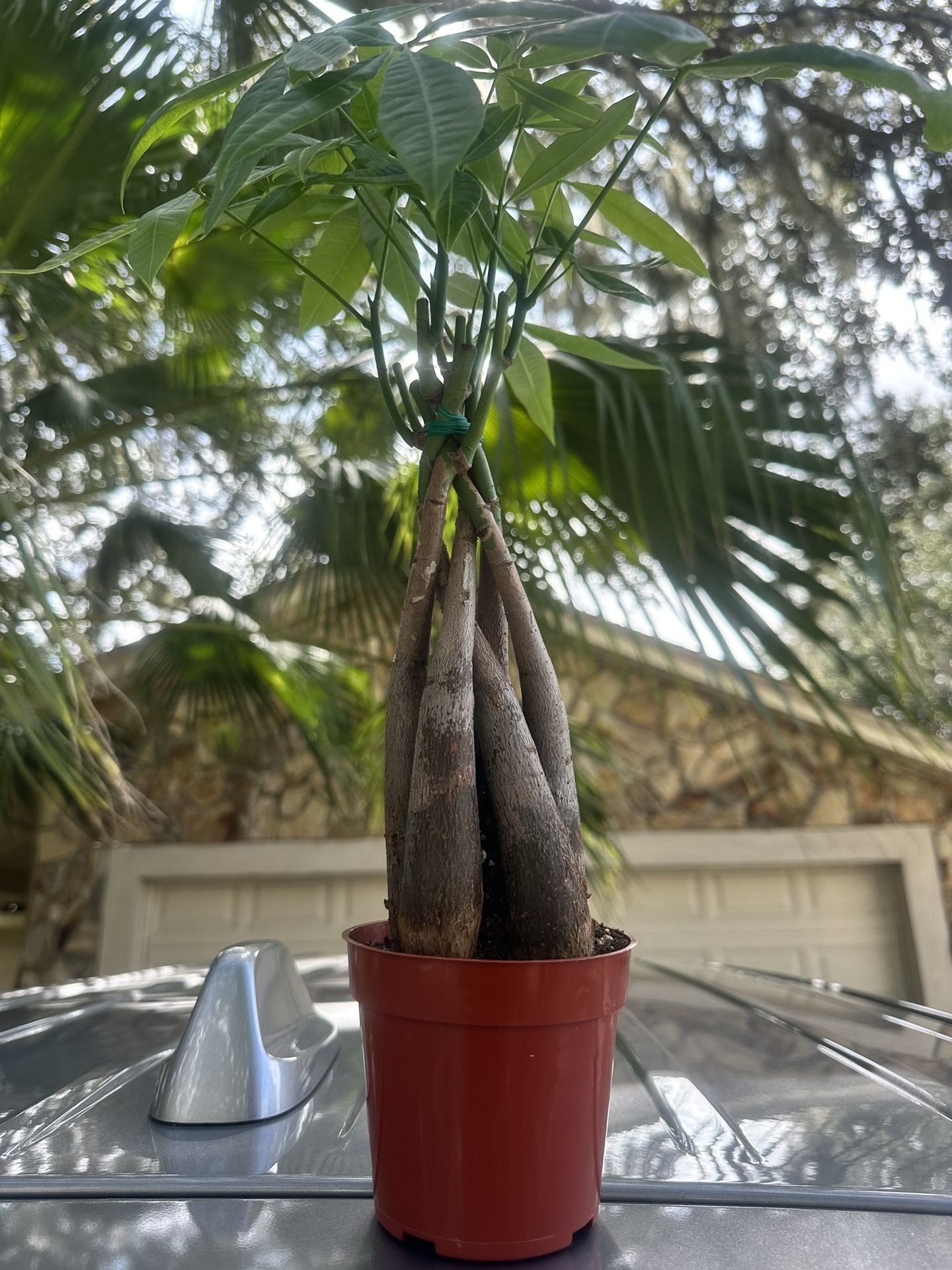 Money Tree