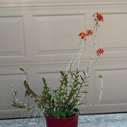 Orchids Plants Flowers Orange 