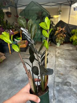 Raven ZZ Plant for Sale