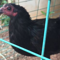 Black McRae Pullet 