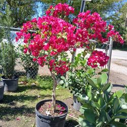 Bougainvillea Tree On Sale $110