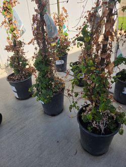 6 Creeping Fig Vine