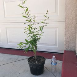 Healthy Pomegranate Fruit Tree Plant