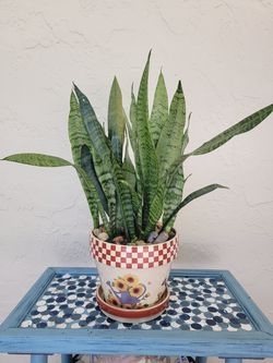 Plants In Ceramic Pot