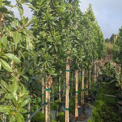 Grenn button wood  and silver bottom wood