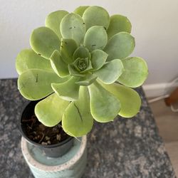 Tree Aeonium Succulant Plant